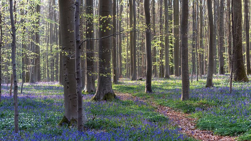 Hallerbos 2021 panorama 1 par Bart Ceuppens