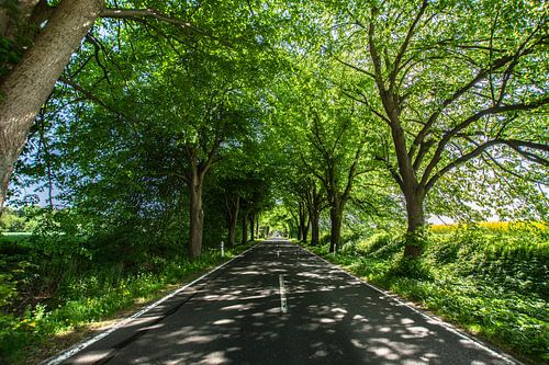 Duitse laanweg op Rügen