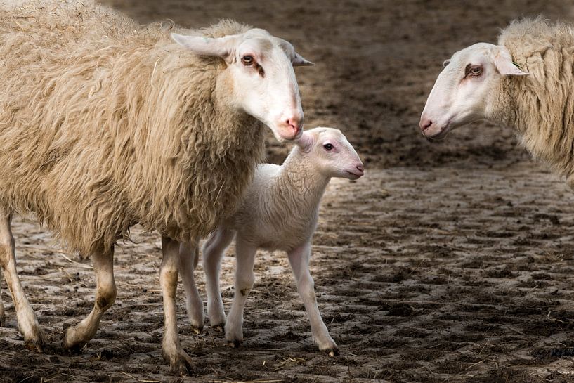 Schapen met lammetje by Cilia Brandts