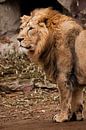 Een krachtig Aziatisch leeuwenmannetje tegen de achtergrond van een donkere grot, bamboe ligt onder  van Michael Semenov thumbnail