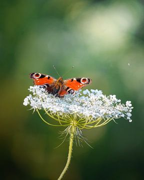 Dagpauwoog Amsterdamse Bos van Tom Zwerver