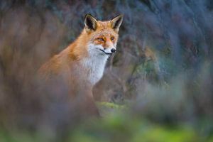 Fox sur Pim Leijen