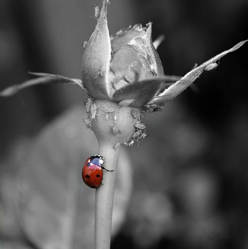 Lady in red