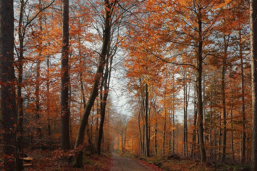 Sun makes the colors shine by Dieter Ludorf