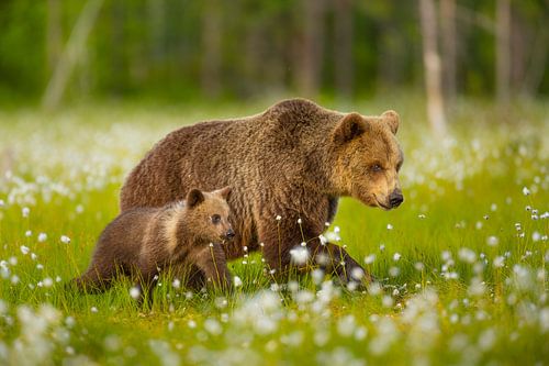Bruine beer moeder met welp