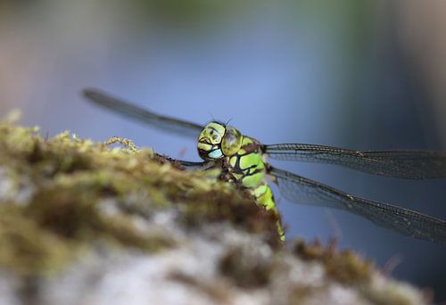 Blaugrüne Mosaikjungfer