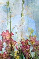 Gladioli