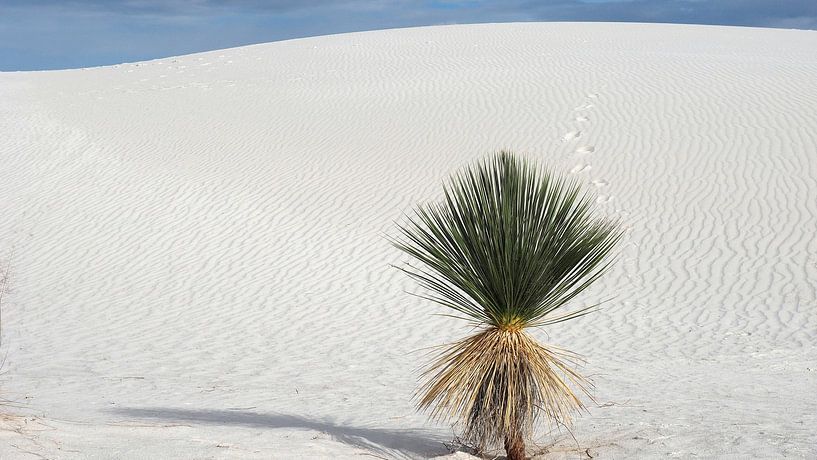 White Sands - New Mexico by Tonny Swinkels