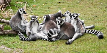 Lémurien à queue barrée : Zoo de Blijdorp sur Loek Lobel