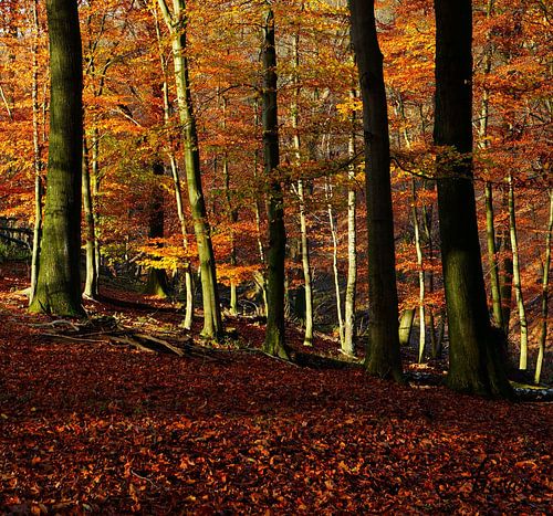 Herbst im Neandertal2