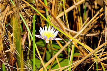 Seerose Okavango-Delta Botswana von Merijn Loch