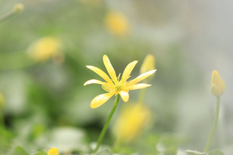 Frühlingsblumen von Fotografie Sybrandy