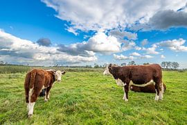 Cows grazing on the IJssel river floodplains by Sjoerd van der Wal Photography