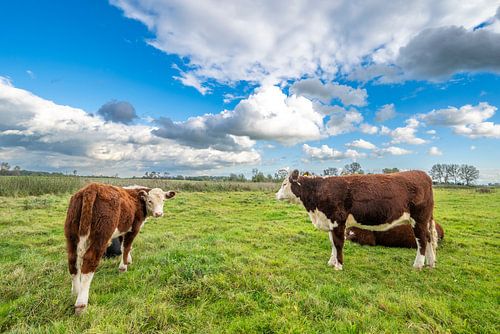 Koeien grazen in de uiterwaarden van de IJssel