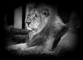 Leo by Francisco de Almeida