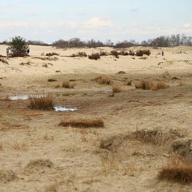 Loonse en Drunense Duinen sur Wendy Bierings