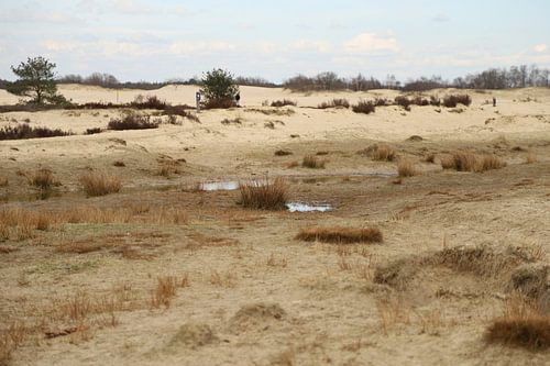 Loonse en Drunense Duinen