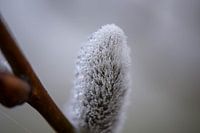 Winters katje