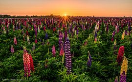 Lupines photographed on the Island of Tholen