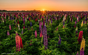 Lupines gefotografeerd op het Eiland Tholen