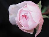 A rose is a rose ... (2) van Cindy Arts thumbnail