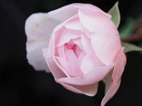 A rose is a rose ... (2)