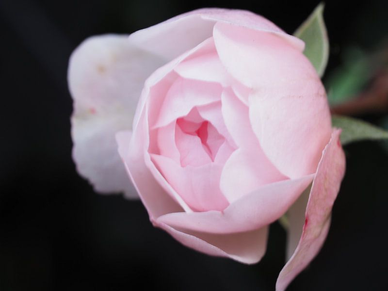 A rose is a rose ... (2) van Cindy Arts