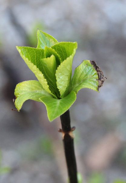 In the bud by Wendy Schellekens