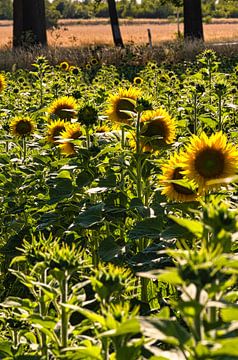 Zonnebloem op een zonnebloemveld van Martin Köbsch