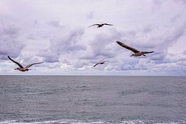 Seagulls in Flight. by Brian Morgan
