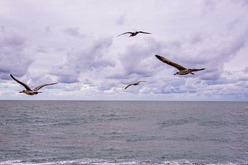 Les mouettes en vol.