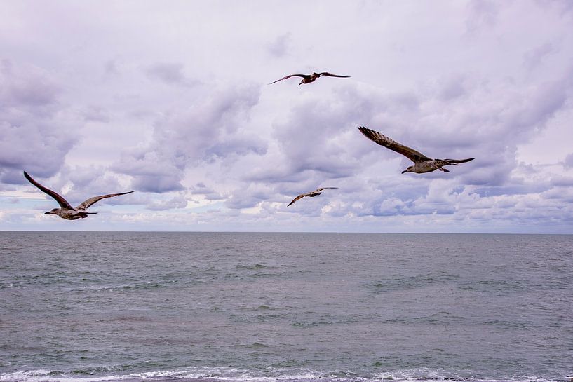 Seemöwen im Flug. von Brian Morgan
