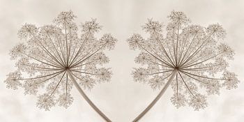 Bloemenkransen van de reuzenberenklauw in sepia 1