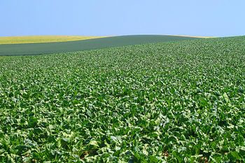 Landschaft bei Sittard