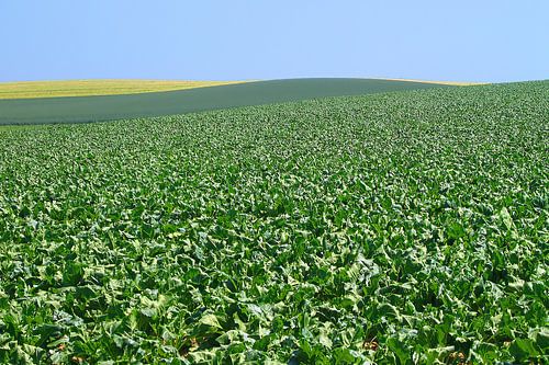 paysage près de Sittard