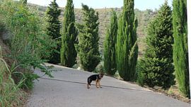 What you doin' hooman? by Simone van Heumen