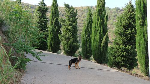 What you doin' hooman?