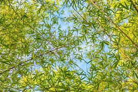 view from bottom up to light green bamboo leaves