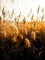 The Fields LXIV