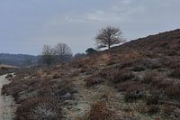 Landschap bij de Posbank
