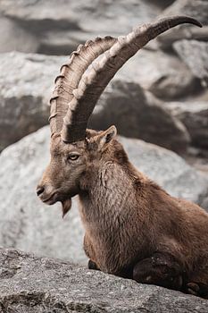 Alpensteenbok in de bergen