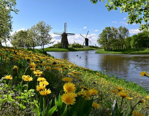 Bloemen bij de rivier in het voorjaar