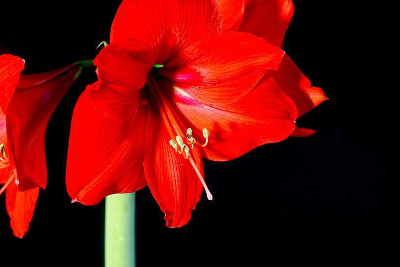 Amaryllis von Thomas Jäger