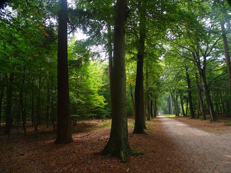 Lichtinval in het bos  von Sanne Compeer