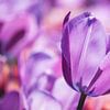 Tulipe pourpre sur Paula van den Akker
