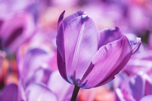 Purple Tulip by Paula van den Akker
