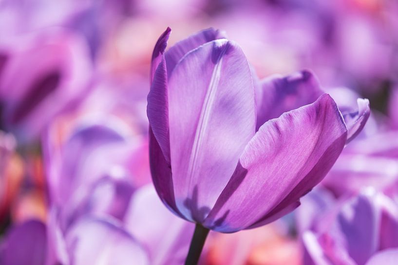 Paarse Tulp van Paula van den Akker