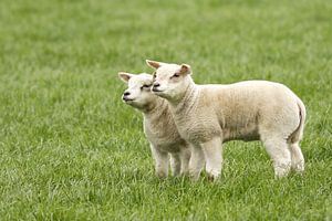 Lammetjes