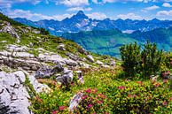 Alpenrozen en de berg Hochvogel van Walter G. Allgöwer thumbnail