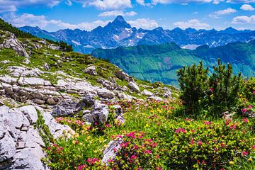 Les roses des Alpes et la montagne du Hochvogel sur Walter G. Allgöwer